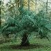 PINDO PALM -  3  Seeds   - Butia capitata