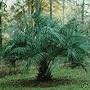 PINDO PALM -  3  Seeds   - Butia capitata