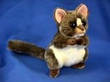 Adult Tarsier 8