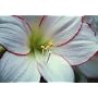 Amaryllis Picotee