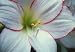 Tools & Hardware : Amaryllis Picotee