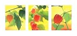 Chinese Lanterns - Small Art Print Poster 19.75 x