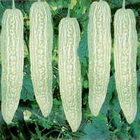 Solok Bitter Gourd seed packet