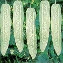 Solok Bitter Gourd seed packet