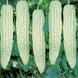 Solok Bitter Gourd seed packet