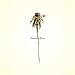 Wooden Arms (iTunes International Version)