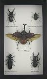Real Rhino Beetle + 4 Insection Collection Picture Display, Framed 6.5"x10.25"