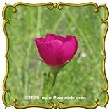 31PO2ZtaOJL. SL160  Fringed Poppy Mallow (Callirhoe digitata) Jumbo Wildflower Seed Packet   15 Seeds