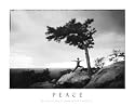 Peace -Motivational Yoga Poster- 8''x10''- Laminated