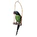 Sprechender Papagei PARROT - spricht eine Begrüßung