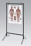 Anatomical Chart Chart For Stand 20x26 Ea - Model 9880