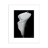 Arum Lily III Poster Print