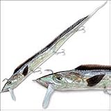 Live Ribbonfish 18