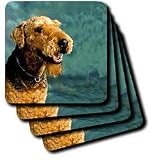Dogs Airedale - Airedale Terrier - Coasters