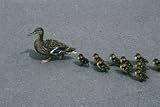 Biology Concepts: Sexual Reproduction