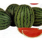 飛行船[西瓜]【タネ】200粒