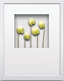 �s�t�����[�t���[���tHana concept frame Anthurium�i�A���X���E���j