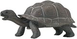 Eigenschaften Safari / Junge Galapagos Schildkröte