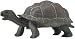 Galapagos Baby Tortoise (Incredible Creatures)
