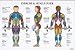 Men's Muscle Chart