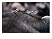 Red-Billed Oxpecker Standing on Buffalo, Kruger National Park, South Africa, Photographic Poster Print by Andrew Parkinson, 16x12