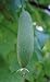 Chickni sponge gourd seed packet