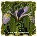 Southern Blue Flag Iris (Iris virginica shrevei) Jumbo Wildflower Seed Packet (60)