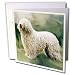 Dogs Komondor - Komondor - Greeting Cards-12 Greeting Cards with envelopes