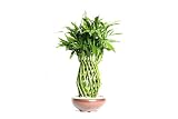 Brussel's Bonsai - Pineapple Lucky Bamboo