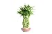 Brussel's Bonsai - Pineapple Lucky Bamboo