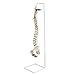 Wellden Medical Anatomical Classic Spine Model with Femur Heads, Flexible, Life Size, 80cm/31.5