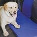 Pet Supplies : Outward Hound Extend-a-Seat