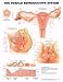 Search : Female Reproductive Chart