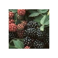 Black Satin Blackberry One Gallon Triple Staked