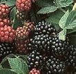 Black Satin Blackberry One Gallon Triple Staked