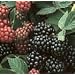 Black Satin Blackberry One Gallon Triple Staked