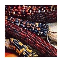 Ornamental Indian Corn - 25 Seeds - PLUS PACK
