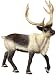 Reindeer