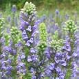 Great Blue Lobelia (Lobelia siphilitica) - Jumbo Wildflower Seed Packet