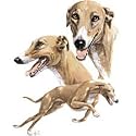 Greyhound Adult T-Shirt