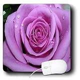 Flowers - Purple Rose - Mouse Pads