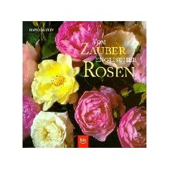 Beauty of the English Rose