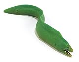 Moray Eel