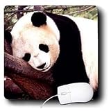 Wild animals - Panda Bear - Mouse Pads