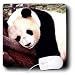 Wild animals - Panda Bear - Mouse Pads Image