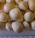 ��� ��ɡʤ���ʤ�˳��դ� 100g��AAA