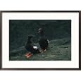 Close view of a pair of pigeon guillemots (Cepphus columba) Subject Framed Art Poster Print by Raymond Gehman, 29x21