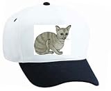White Cap with kitten, abyssinian, cat, feline