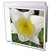Patricia Sanders Flowers - white and yellow daffodil - Greeting Cards-12 Greeting Cards with envelopes