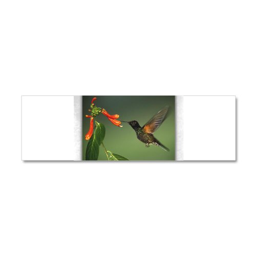 21 x 7 Wall Vinyl Sticker Green Violetear Hummingbird